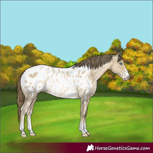 Horse Color:Buckskin Pearl Mushroom Sabino Blanket