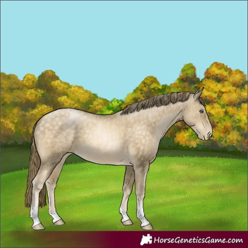 Horse Color:Buckskin Pearl Mushroom Tobiano