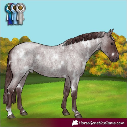 Horse Color:White Spotted Chocolate Blue Roan