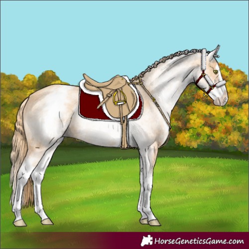 Horse Color:White Spotted Gold Champagne Splash