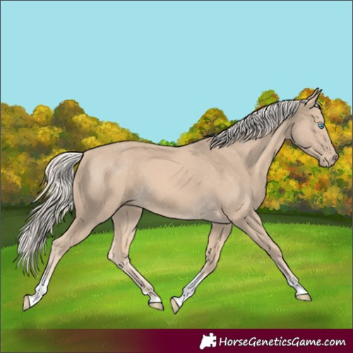 Horse Color:Cremello Tobiano 