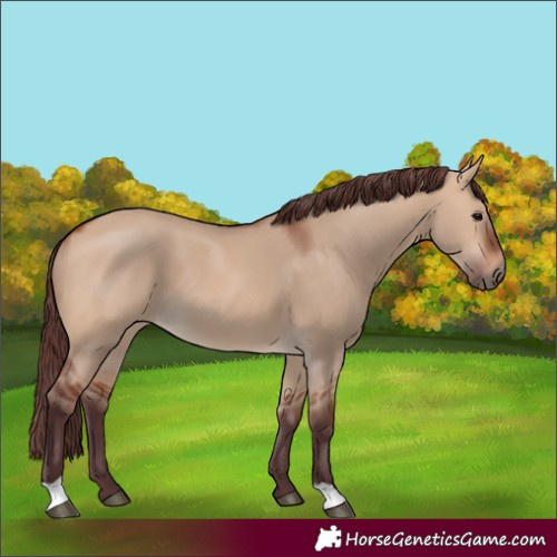 Horse Color:Chocolate Bay Dun 
