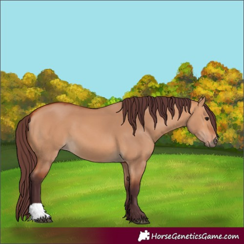 Horse Color:Chocolate Bay Dun 