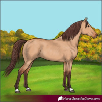 Horse Color:Chocolate Bay Dun 