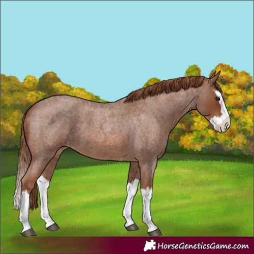 Horse Color:Red Roan Splash Appaloosa 