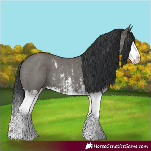 Horse Color:Grullo Sabino Splash and Grullo Sabino Splash Rabicano