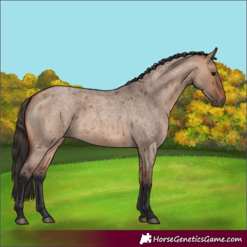 Horse Color:Bay Roan Dun 