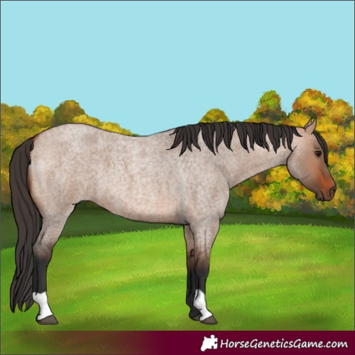 Horse Color:Bay Roan Dun 