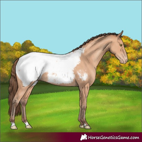 Horse Color:Amber Champagne Appaloosa 