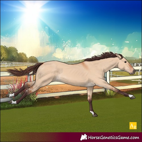 Horse Color:Unknown 
