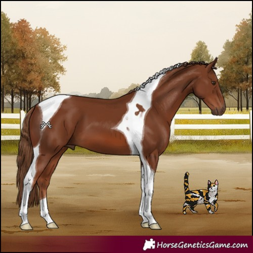 Horse Color:Chestnut Tobiano 