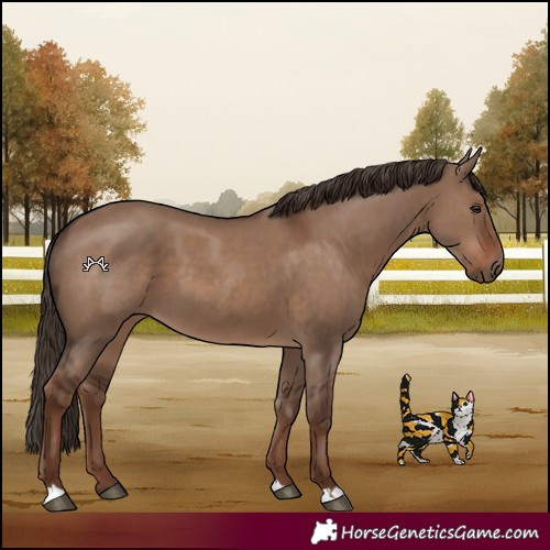 Horse Color:Liver Red Dun