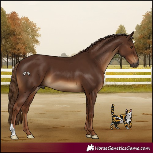 Horse Color:Gray Chestnut 