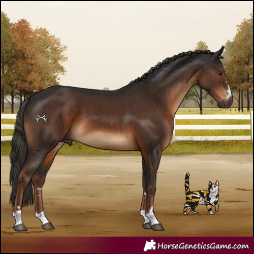 Horse Color:Gray Liver Chestnut 
