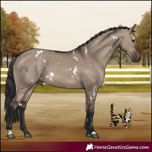 Horse Color:White Spotted Brown Dun