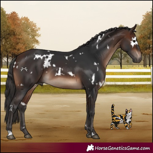 Horse Color:White Spotted Brown 