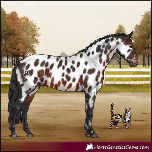 Horse Color:Brown Appaloosa 
