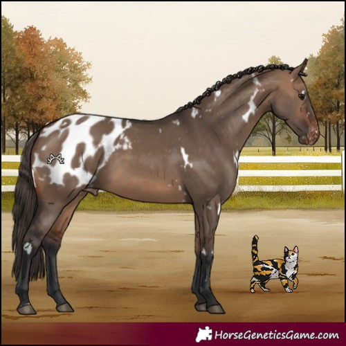 Horse Color:White Spotted Bay Dun Appaloosa 