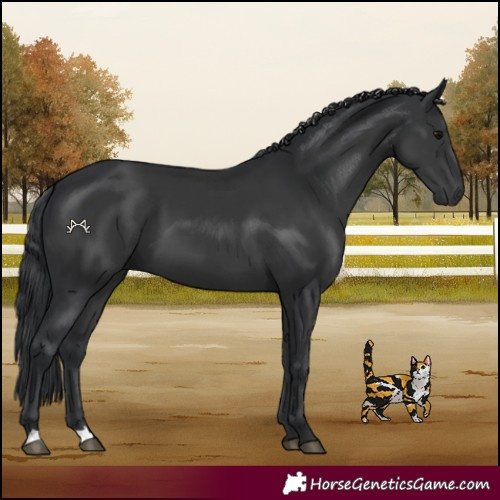Horse Color:Black 