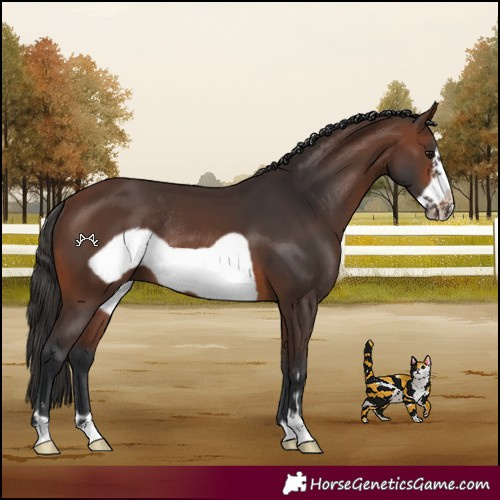 Horse Color:Brown Frame Rabicano