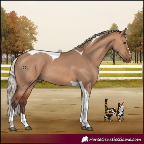 Horse Color:Silver Brown Dun Tobiano