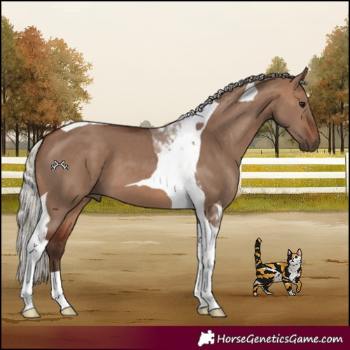 Horse Color:Silver Brown Dun Tobiano 