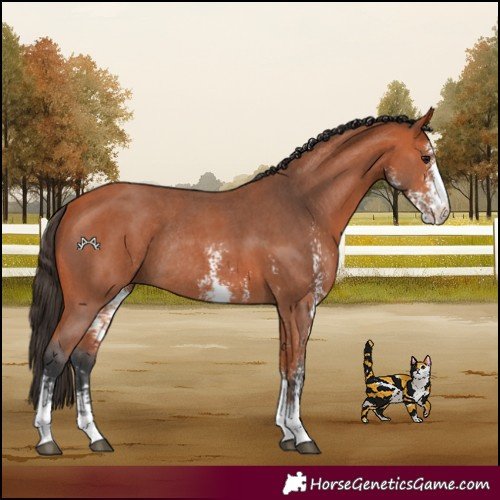 Horse Color:Bay Sabino Rabicano