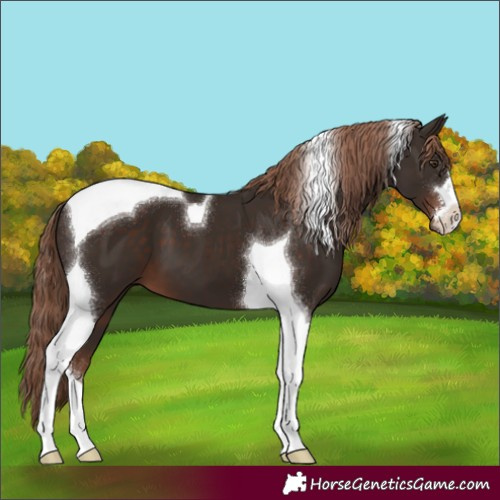 Horse Color:Liver Chestnut Tobiano