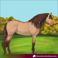 Horse Color:Chocolate Bay Dun 