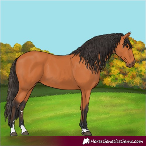 Horse Color:Bay 