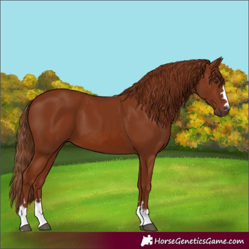 Horse Color:Chestnut 