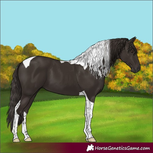 Horse Color:Liver Chestnut Tobiano