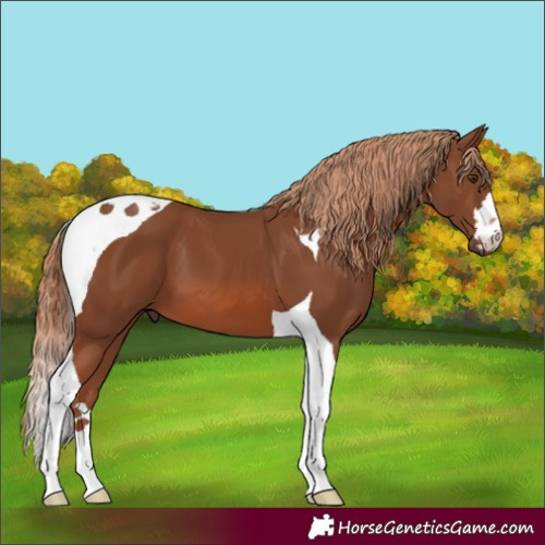 Horse Color:Chestnut Tobiano 