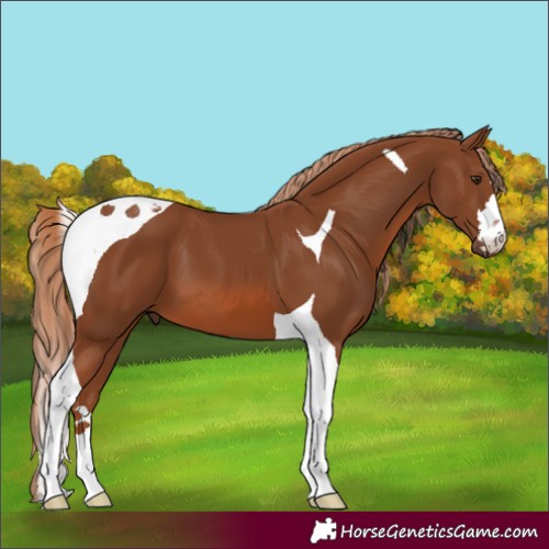 Horse Color:Chestnut Tobiano 