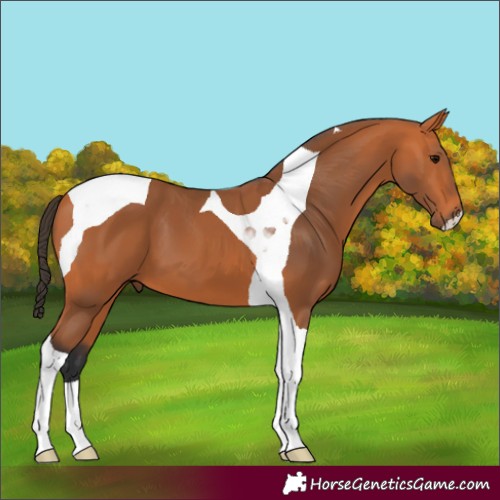 Horse Color:Bay Tobiano