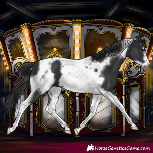 Horse Color:Black Tobiano Frame