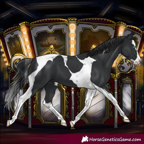 Horse Color:Black Splash Tobiano