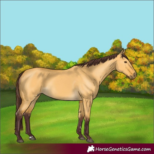 Horse Color:Chocolate Buckskin Dun