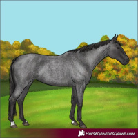 Horse Color:Smoky Blue Roan
