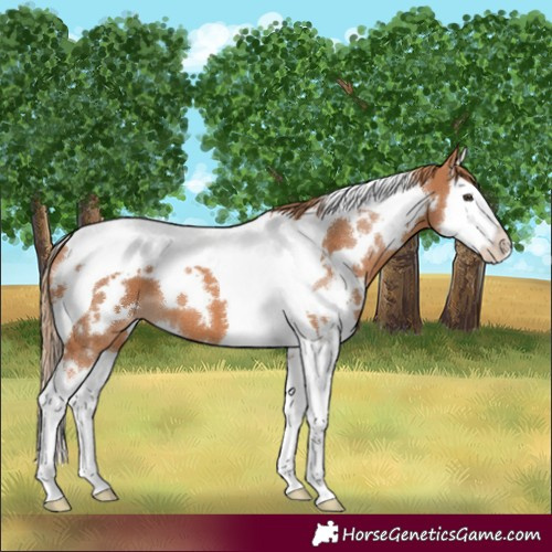 Horse Color:White Spotted Chestnut Splash Tobiano Appaloosa 