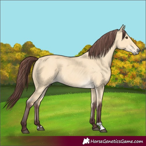Horse Color:Chocolate Buckskin Dun 