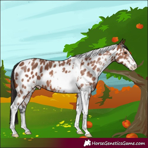 Horse Color:Bay Sabino Tobiano Appaloosa 
