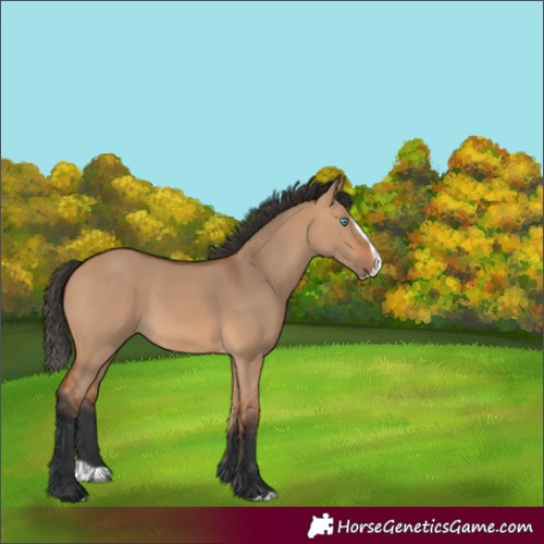 Horse Color:Bay Dun Splash