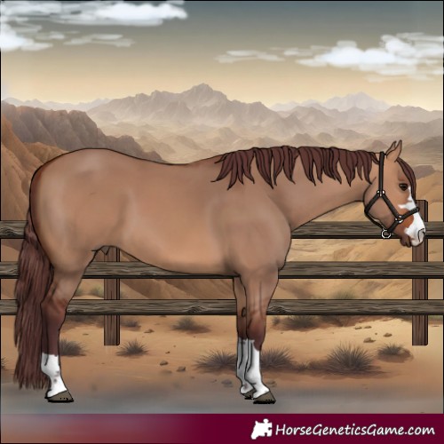 Horse Color:Chocolate Bay Dun Rabicano 