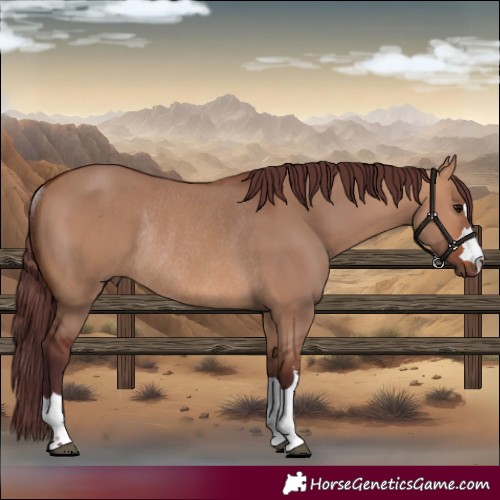Horse Color:Chocolate Bay Dun Rabicano