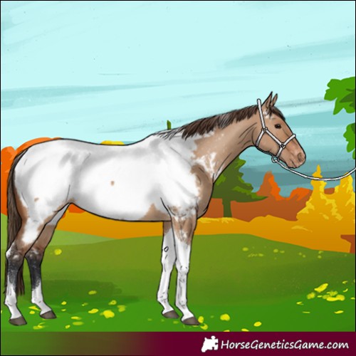 Horse Color:Bay Dun Tobiano Appaloosa 