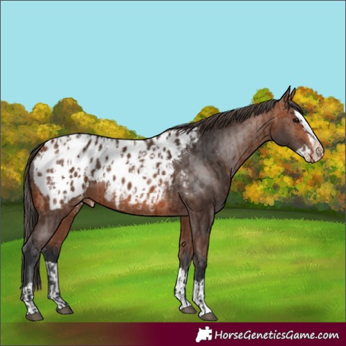 Horse Color:Bay Appaloosa and Bay Splash Appaloosa