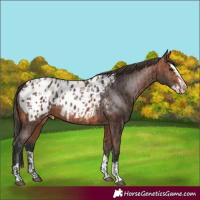Horse Color:Bay Appaloosa and Bay Splash Appaloosa