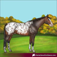 Horse Color:Bay Appaloosa and Bay Splash Appaloosa