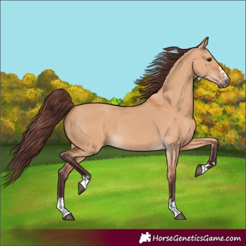 Horse Color:Chocolate Bay Dun